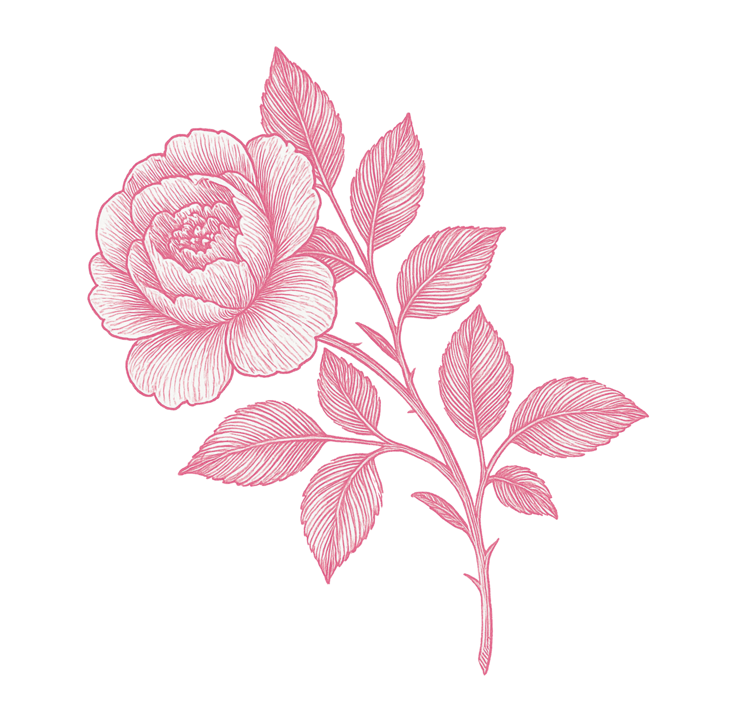 Pink floral design on a white background, detail of the illustration
